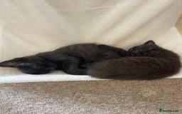 Mixed Breed cats for sale: Kittens ready for their new homes - Image 19