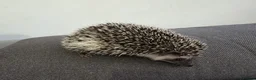 Pygmy Hedgehog rodents for sale: Male and female African pigmy hedgehog  - Advert 3