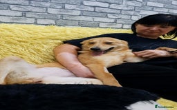 Mixed Breed dogs for adoption: 💖🐶 LESSY 🐶💖 - Image 11