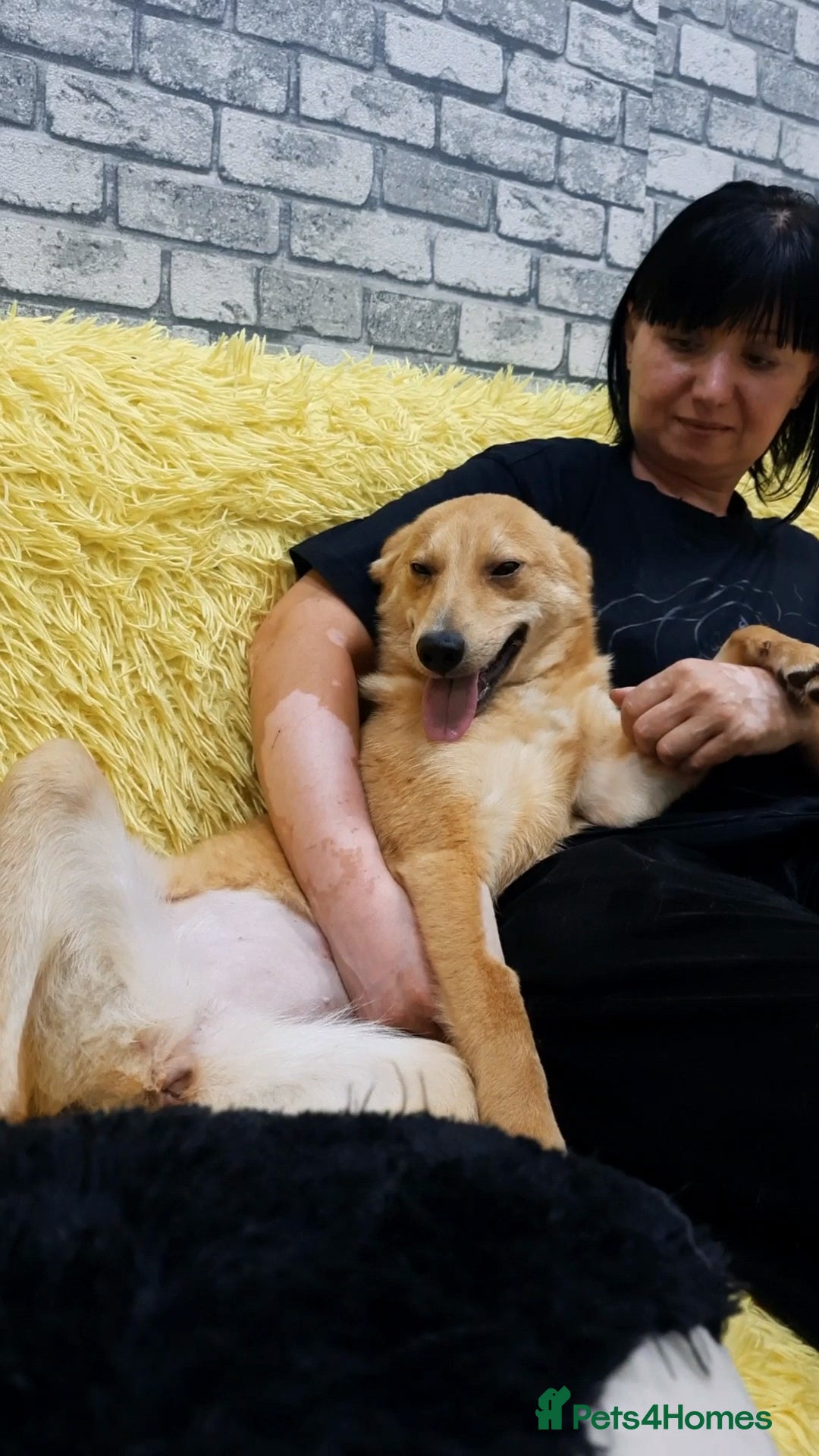 Mixed Breed dogs for adoption: 💖🐶 LESSY 🐶💖 - Image 11