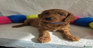 Goldendoodle dogs - Advert 3