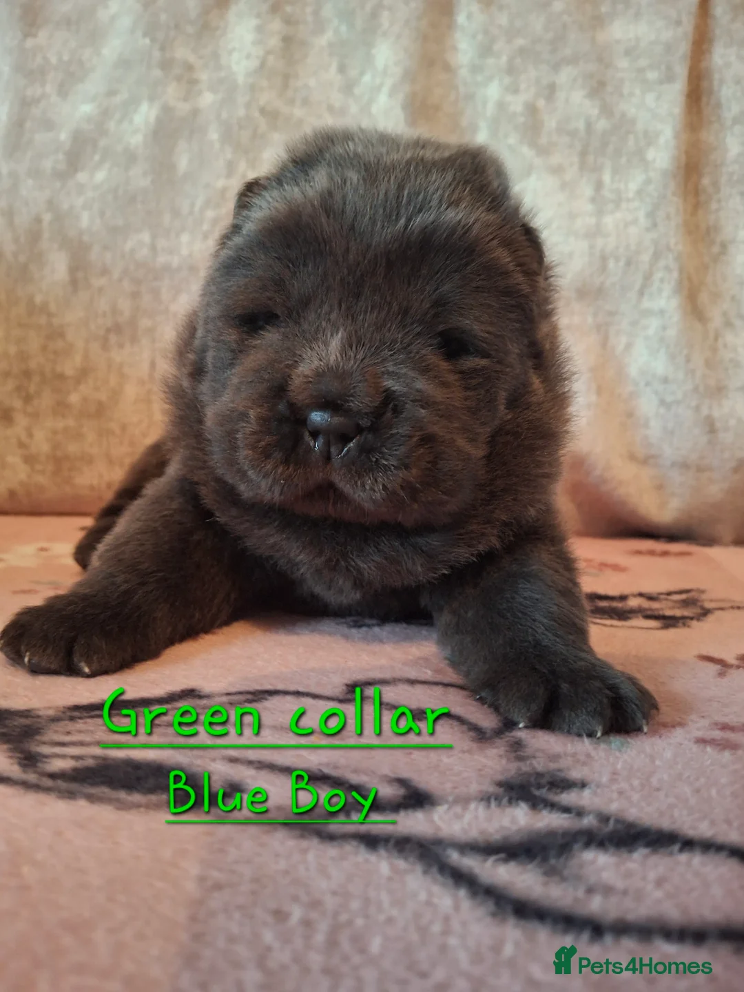 Chow Chow dogs for sale: Stunning Chow Chow puppies  - Advert 17