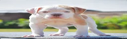 Olde English Bulldogge dogs for sale: 24 YEARS PROS, 5⭐️RATED LICENSED & REGISTERED  in Wisbech - Advert 9