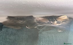 Maine Coon cats for sale: Gorgeous blue female Mainecoon  - Image 2