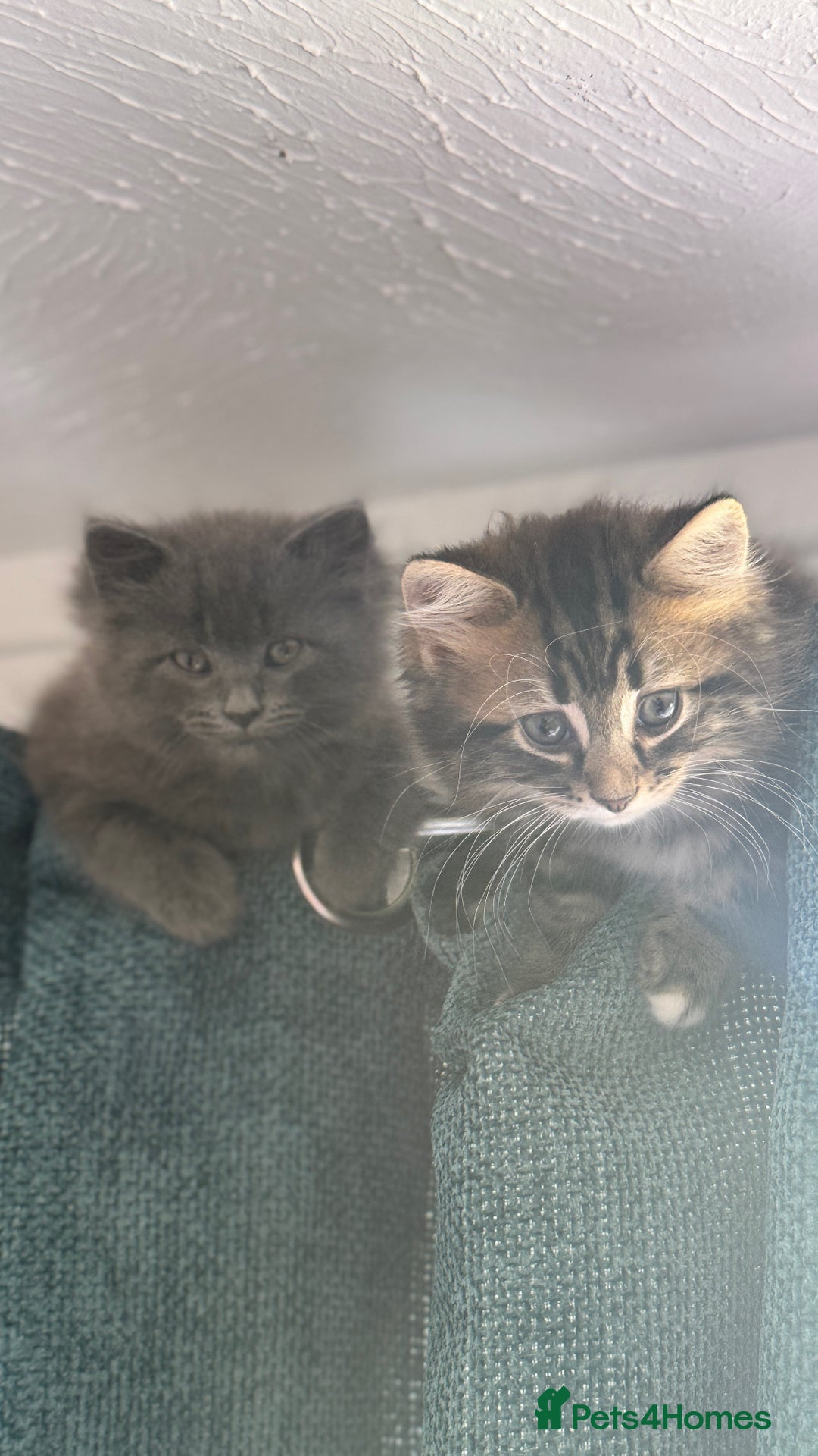 Maine Coon cats for sale: Gorgeous blue female Mainecoon  - Image 2