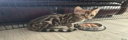 Bengal cats for sale: 2 Lovely TICA registered Bengal Kittens - Advert 13