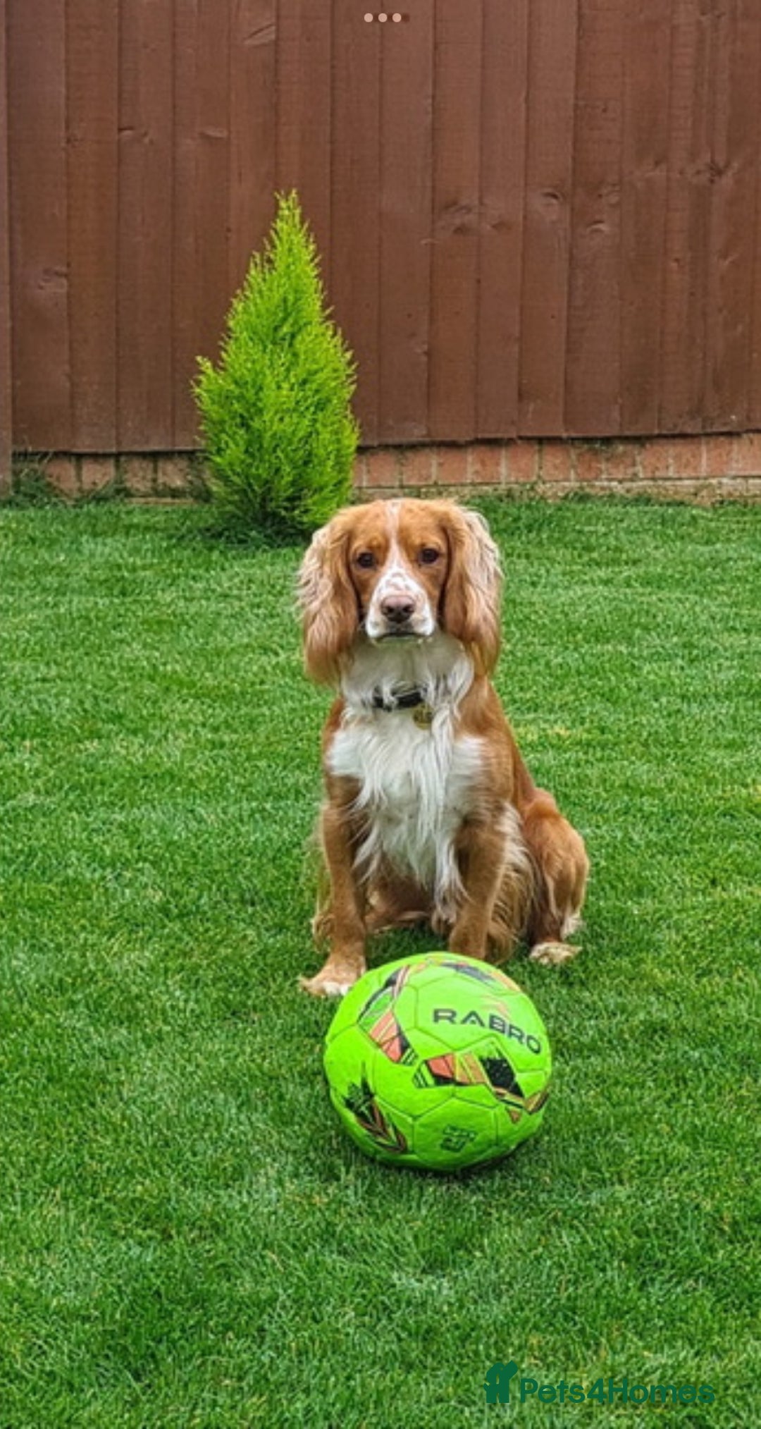 Cocker Spaniel dogs for sale: Cocker Spaniel pups, KC reg, health tested parents - Advert 8