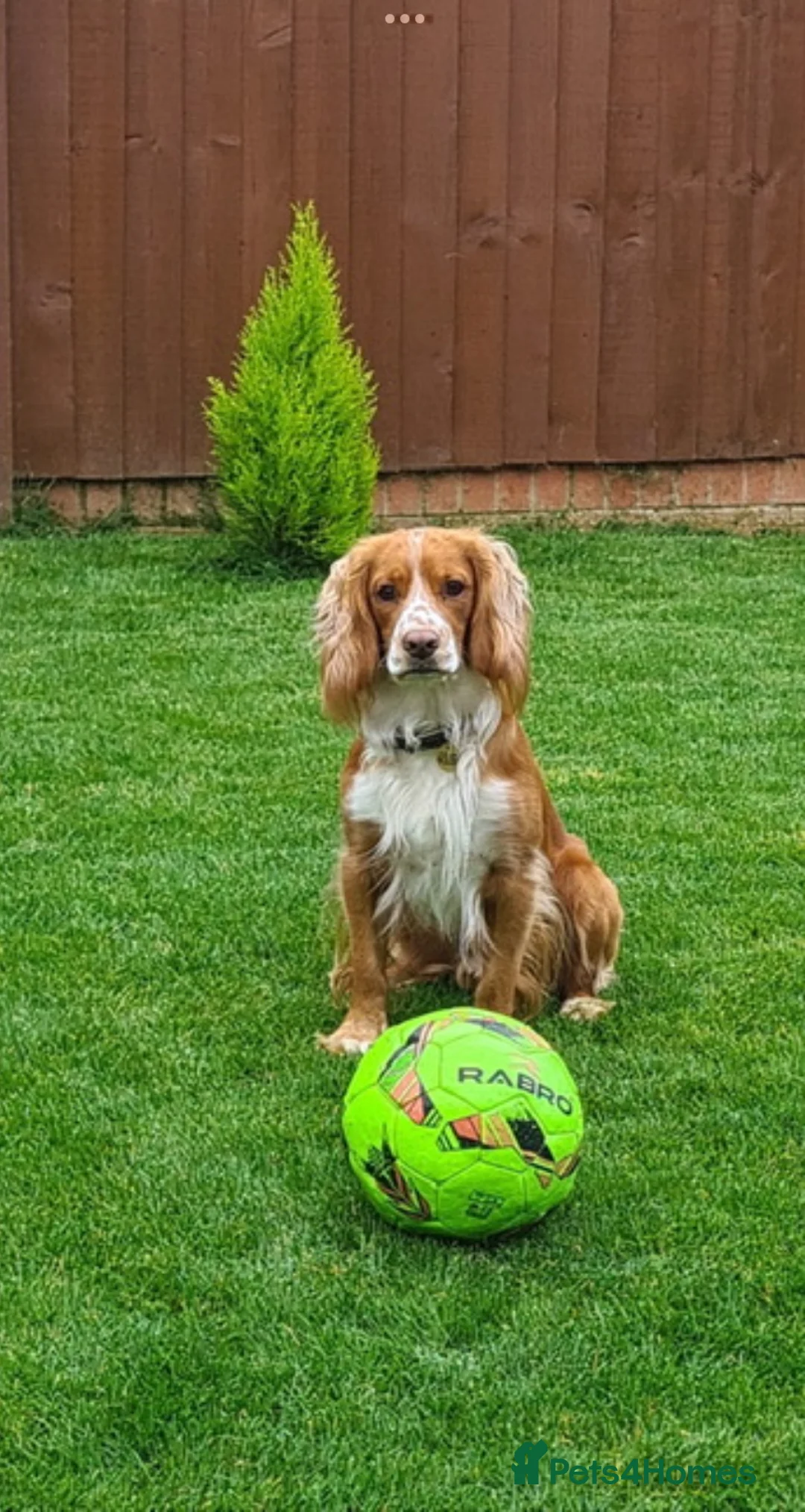Cocker Spaniel dogs for sale: Cocker Spaniel pups, KC reg, health tested parents - Advert 8