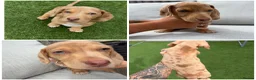 Miniature Dachshund dogs for sale: KC reg Cream dapple  - Advert 1