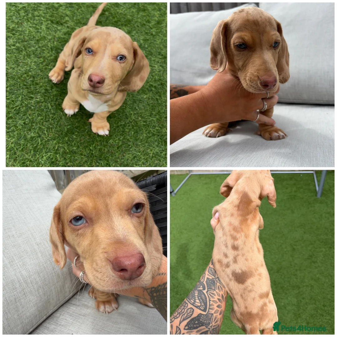 Miniature Dachshund dogs for sale: KC reg Cream dapple  - Advert 1