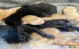 Mixed Breed cats for sale: Beautiful ginger tabby kittens - Image 1