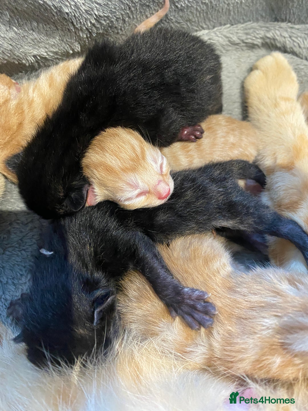 Mixed Breed cats for sale: Beautiful ginger tabby kittens - Image 1