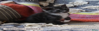 Mixed Breed Kitten 2 - 'Houdini'