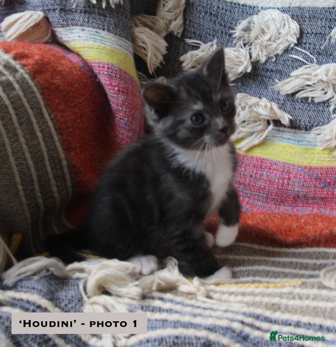 Mixed Breed cats for sale: Maine Coon Cross Kittens – Home Raised, Ready Jan - Advert 4