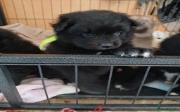 Pomsky dogs for sale: Adorable Pomsky Puppies For Sale - Image 11