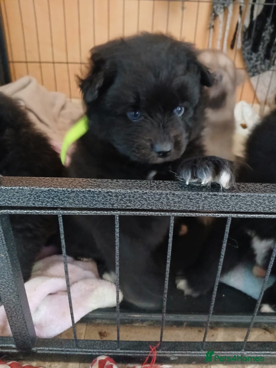 Pomsky dogs for sale: Adorable Pomsky Puppies For Sale - Image 11