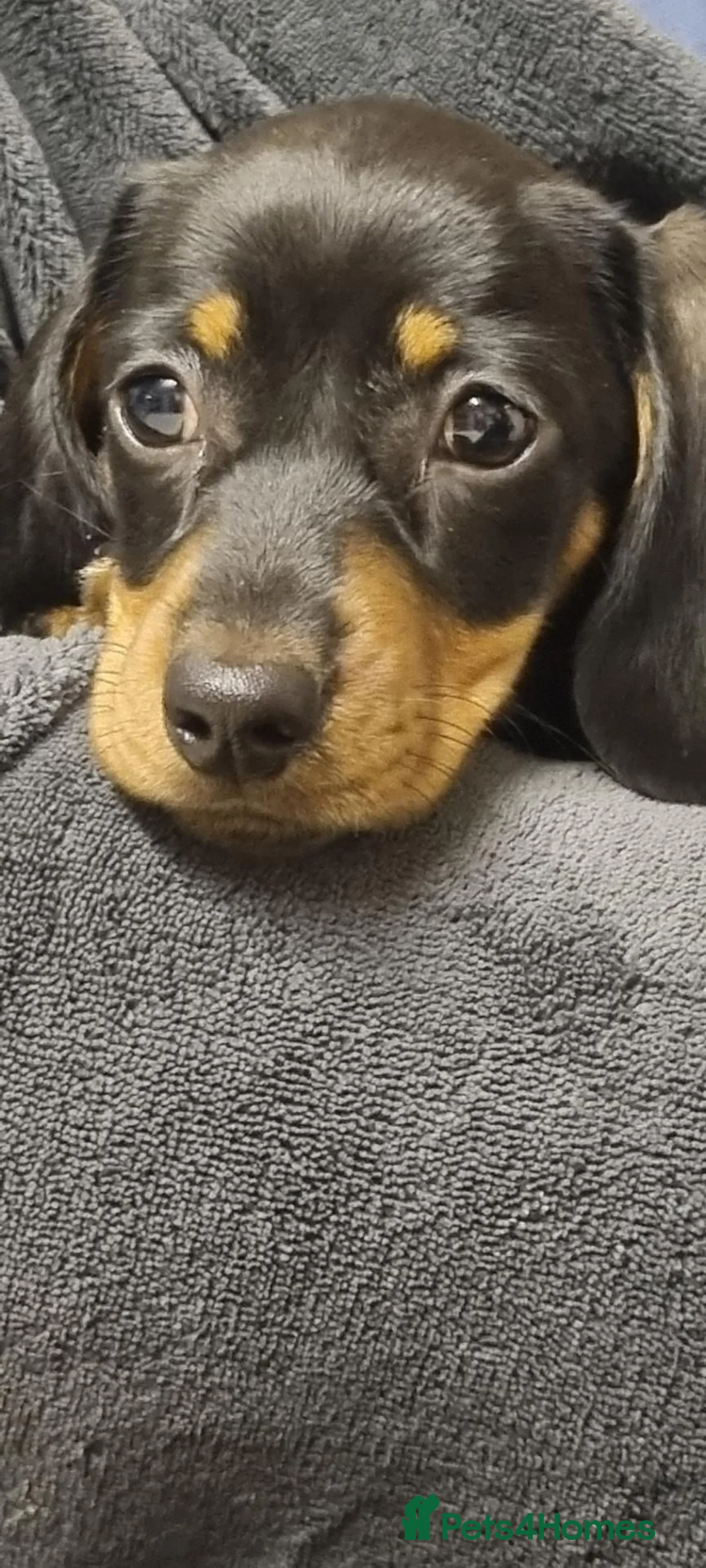 Miniature Dachshund dogs for sale: Miniature dacshunds - Advert 2
