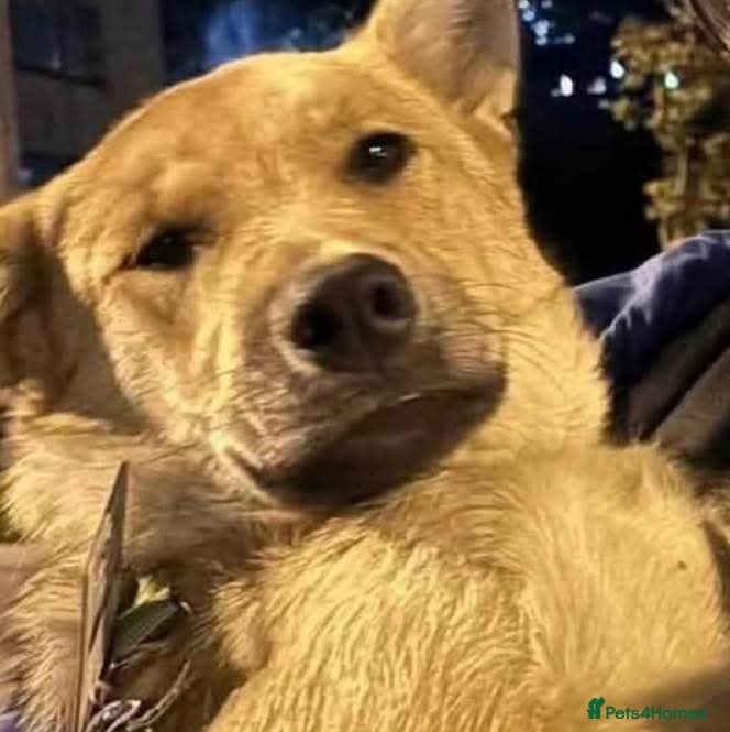 Mixed Breed dogs JUPITER - Advert 21