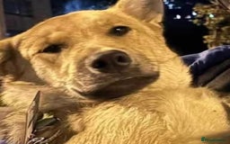 Mixed Breed dogs for adoption: JUPITER - Image 1