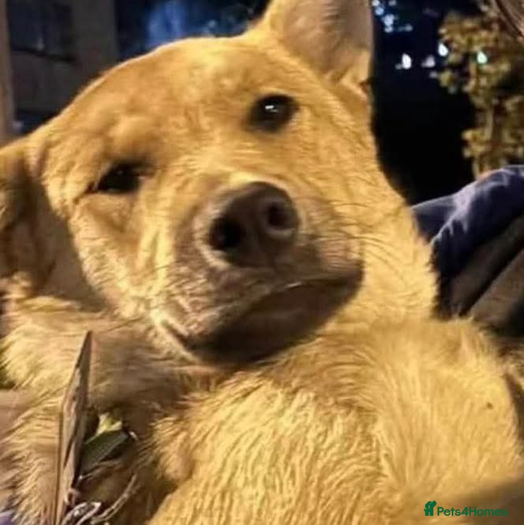 Mixed Breed dogs for adoption: JUPITER - Image 1