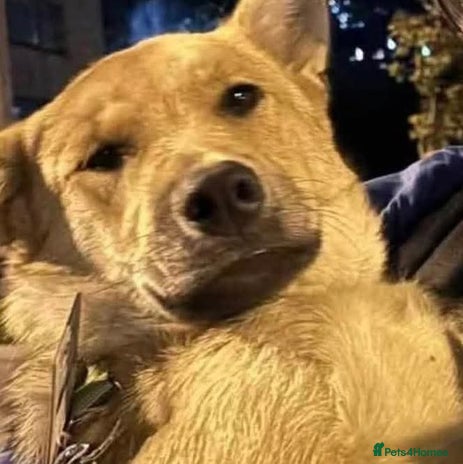 Mixed Breed dogs JUPITER - Advert 5