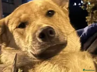 Mixed Breed dogs JUPITER - Advert 16