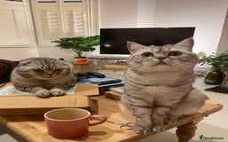Scottish Fold cats for sale: Loving home wanted for 2 Scottish Fold boys - Image 4