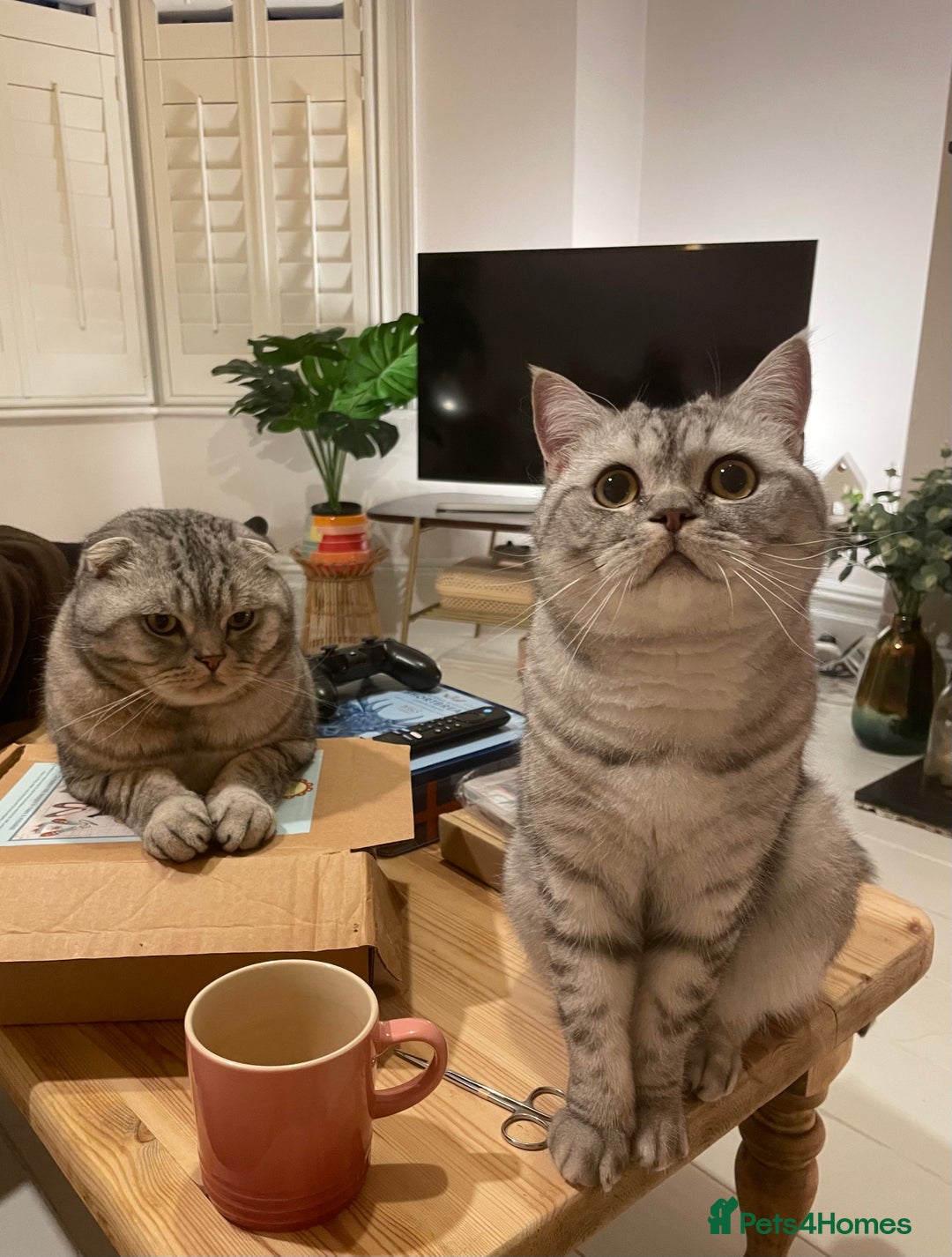 Scottish Fold cats for sale: Loving home wanted for 2 Scottish Fold boys - Image 4