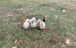 Chickens poultry for sale: Black Copper Meran Hen and chicks. - Image 6