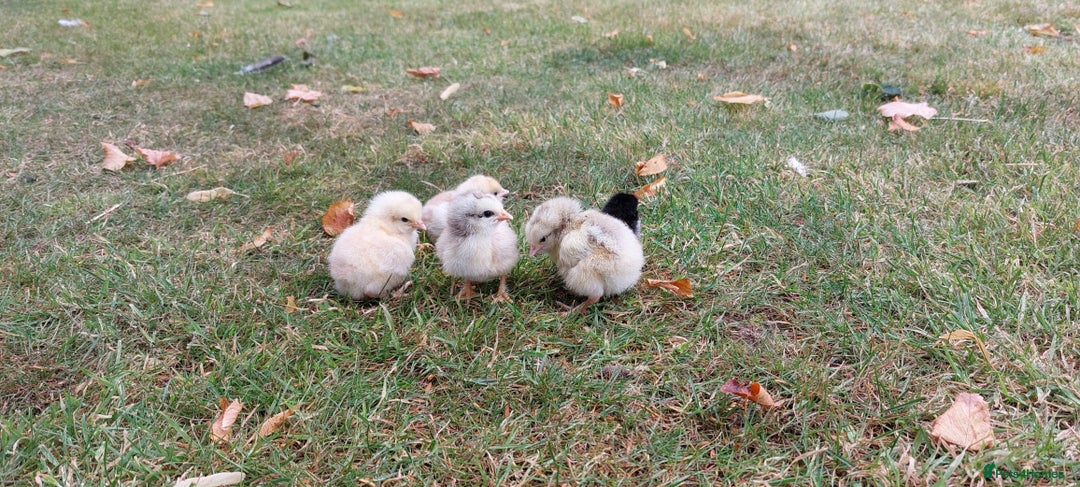 Chickens poultry for sale: Black Copper Meran Hen and chicks. - Image 6