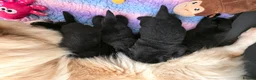 Mixed Breed dogs for sale: Gorgeous Chowador puppies. Chow x Lab - Advert 10