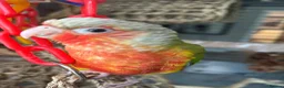 Conures birds for sale: Two Female Conures Including Large Cage - Advert 4
