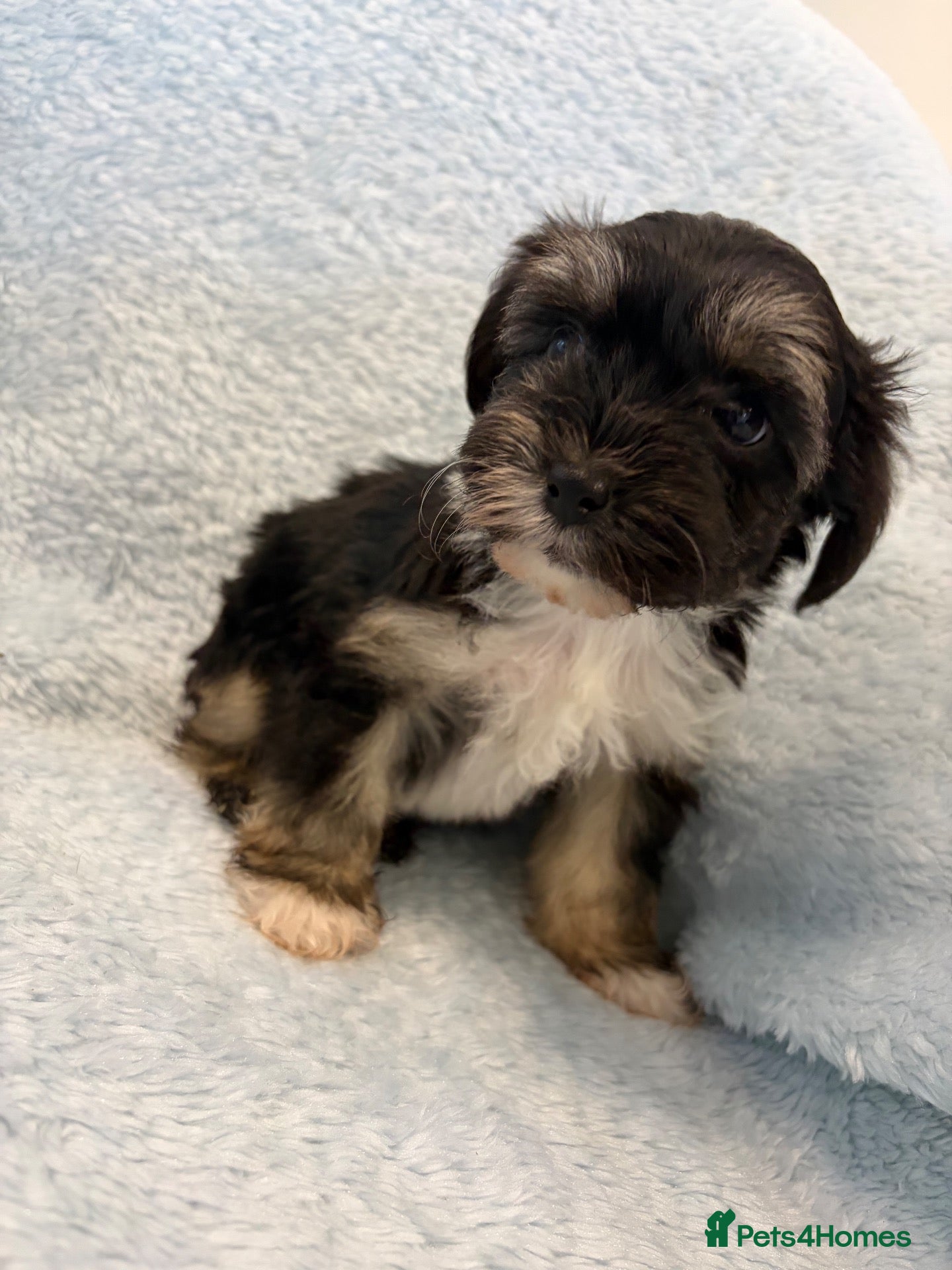 Yorkiepoo dogs Yorkiepoo puppy  - Advert 2