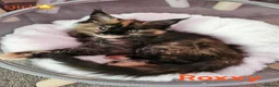 Maine Coon cats for sale: ✨ Meet Our Magnificent Maine Coon Kittens ✨ - Advert 10