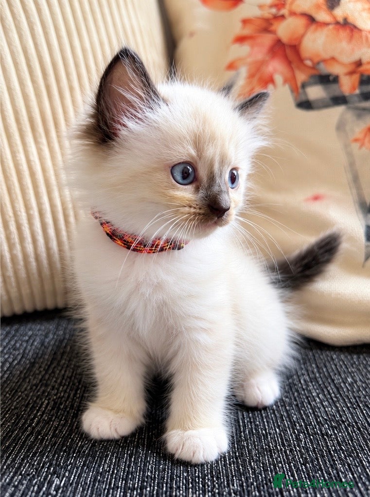 Ragdoll cats for sale: 2 ragdoll kittens.  One male and one female.  - Advert 5