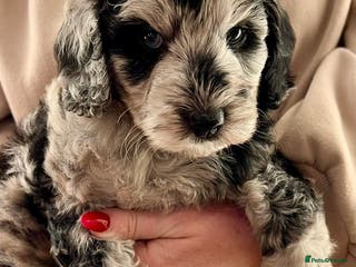 Labradoodle dogs LAST 1 F1b Labradoodle, Mini Health tested parents - Advert 3