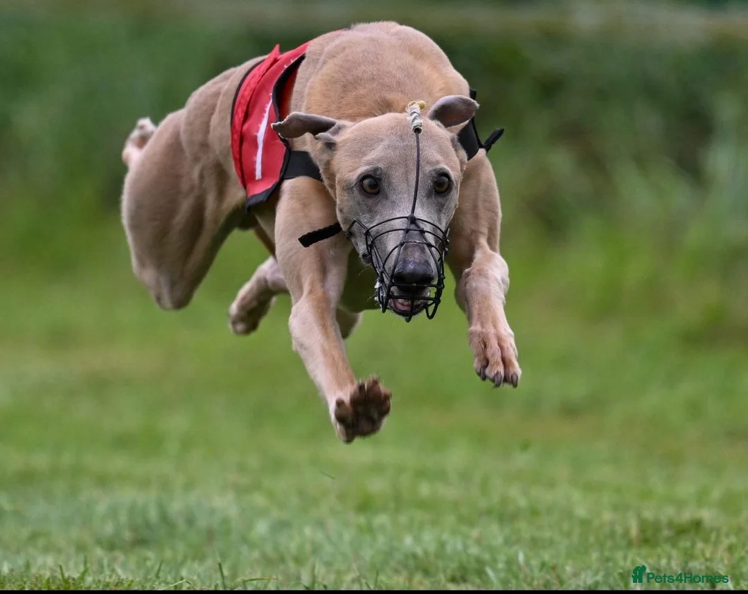 Whippet dogs for sale: Quality KC reg whippet puppies  - Advert 11