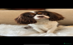 Cavalier King Charles Spaniel dogs for sale: Exstensively Health Tested Cavalier King Charle - Image 4