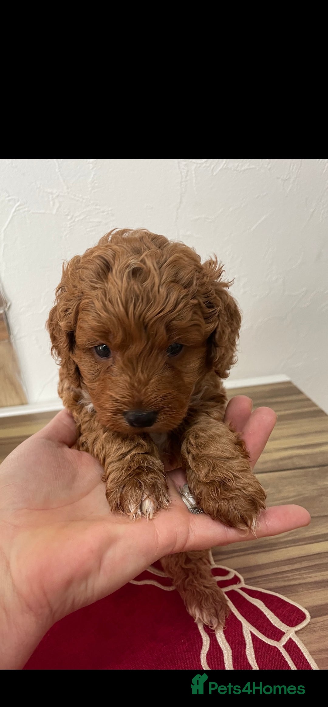 Cockapoo dogs for sale: Beautiful toy cockapoo  - Advert 5