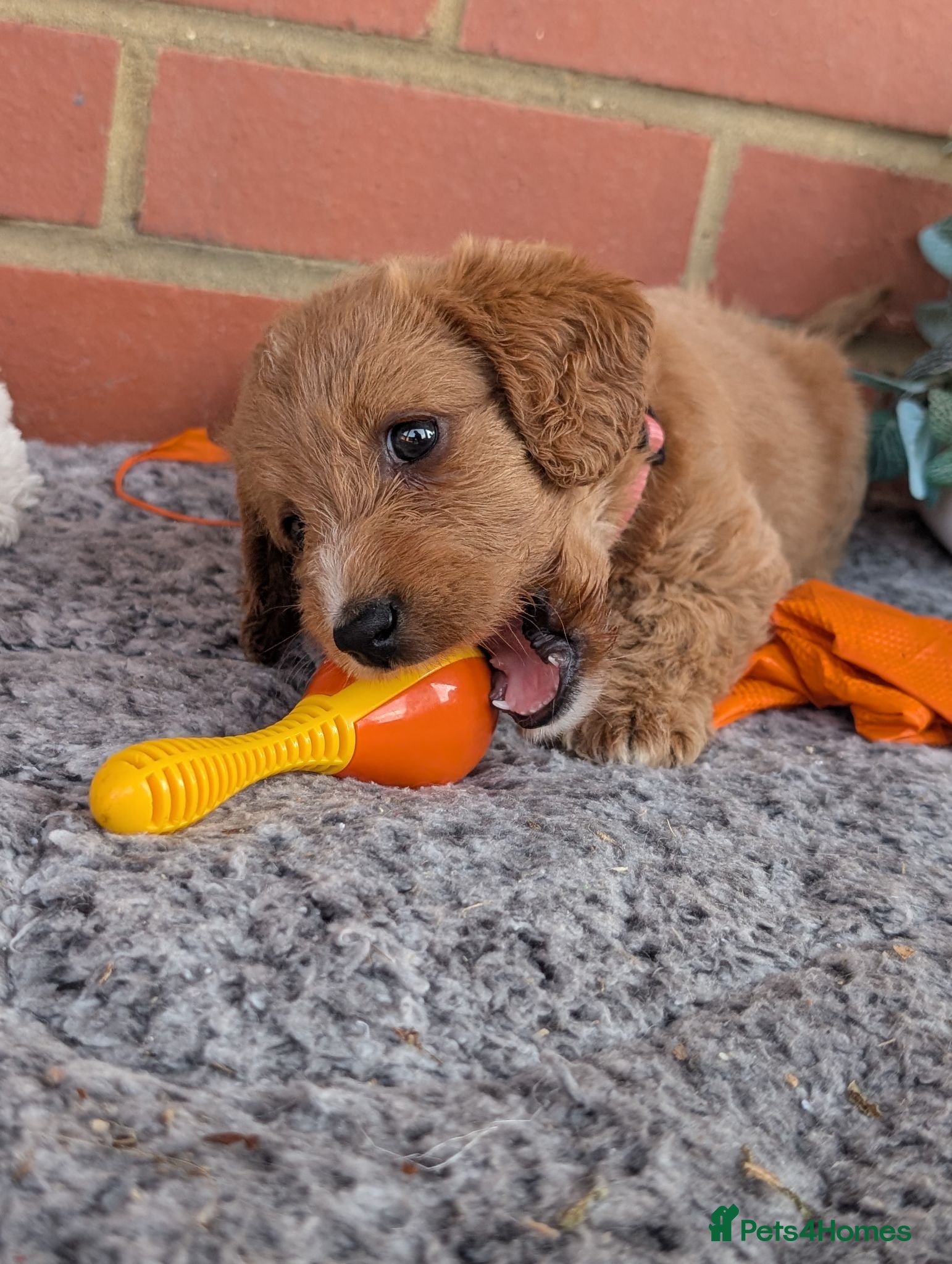 Australian Labradoodle dogs Stunning Red Australian Labradoodle puppies  - Advert 1