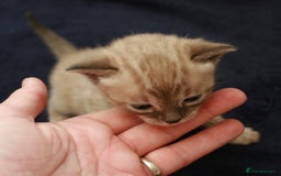 Bengal cats for sale: TICA Registered Bengal Kittens–Ready Nov 2025 🐾 - Image 6