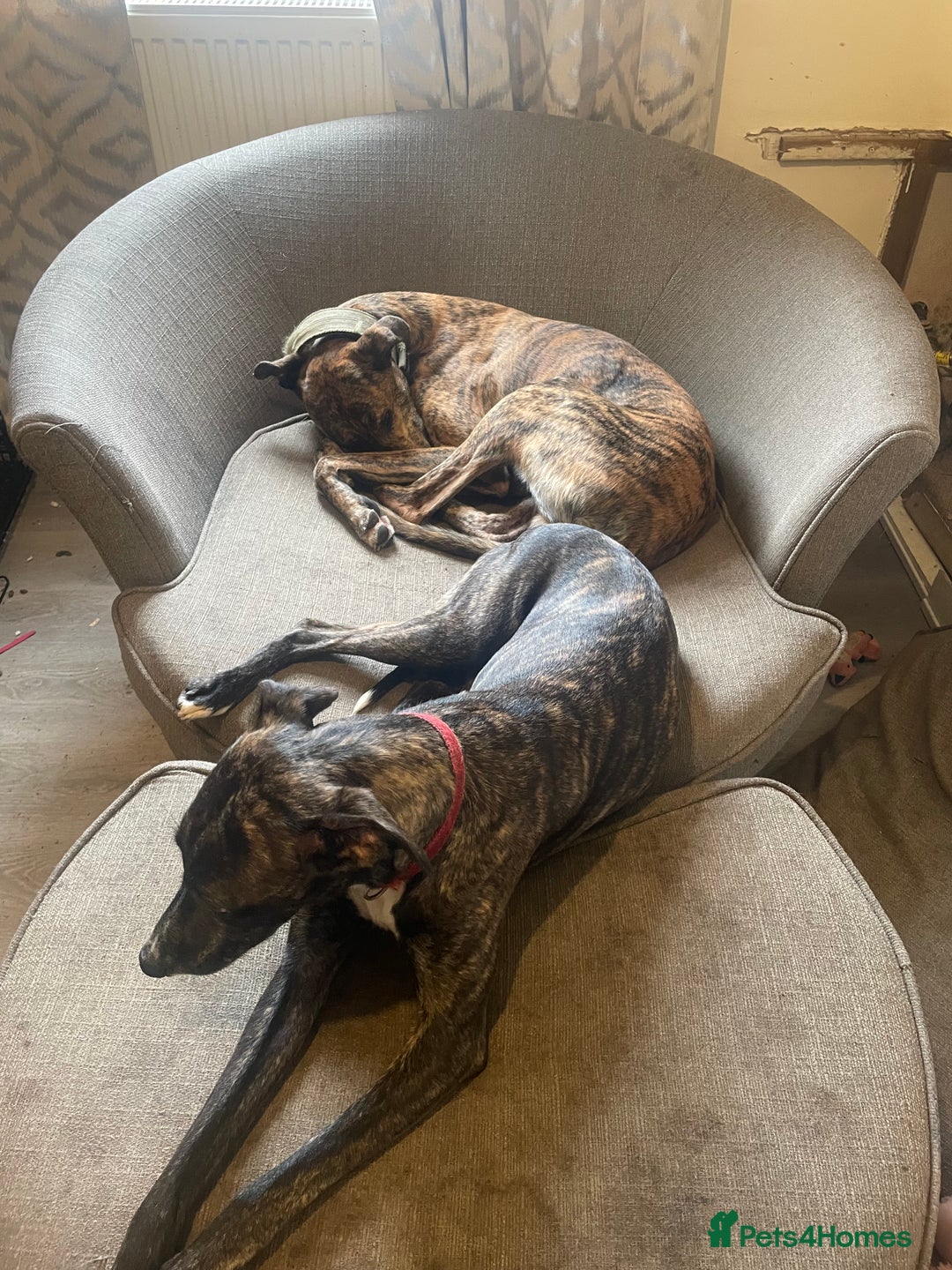 Lurcher dogs for sale: Greyhound/deerhound brindle lurchers - Advert 40