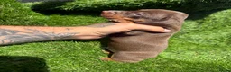 Dachshund dogs for sale: 🐾DWKC REG, DACHSHUND PUPPIES - Advert 11
