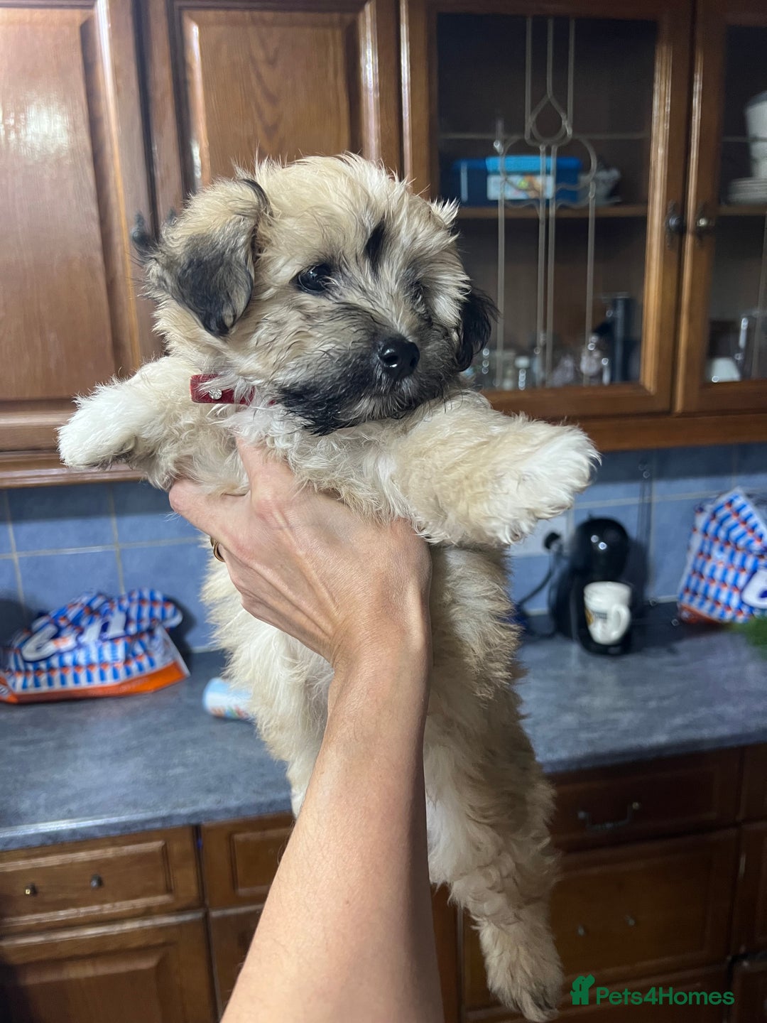 Havanese dogs for sale: Havanese - Image 8