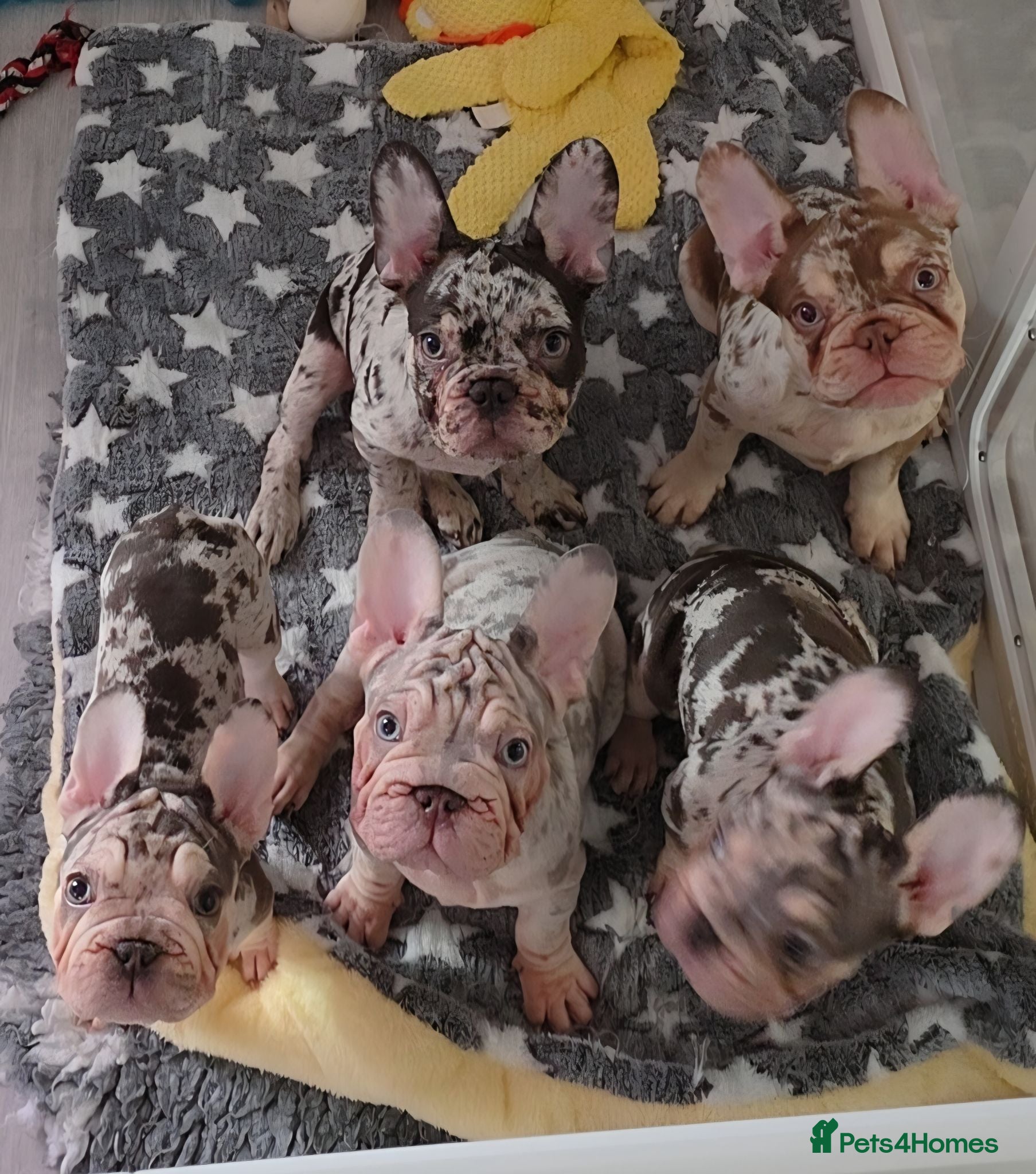 French Bulldog dogs 4 French Bulldog Pups left ready to leave  - Advert 2