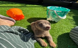 Jack Russell dogs for sale: Miniature Jack Russell puppies Ready to leave in Gillingham - Image 32