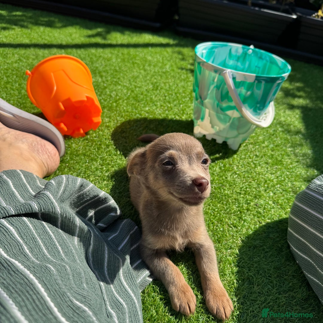 Jack Russell dogs for sale: Miniature Jack Russell puppies Ready to leave in Gillingham - Image 32