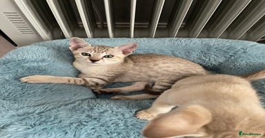 Tonkinese cats - Advert 3