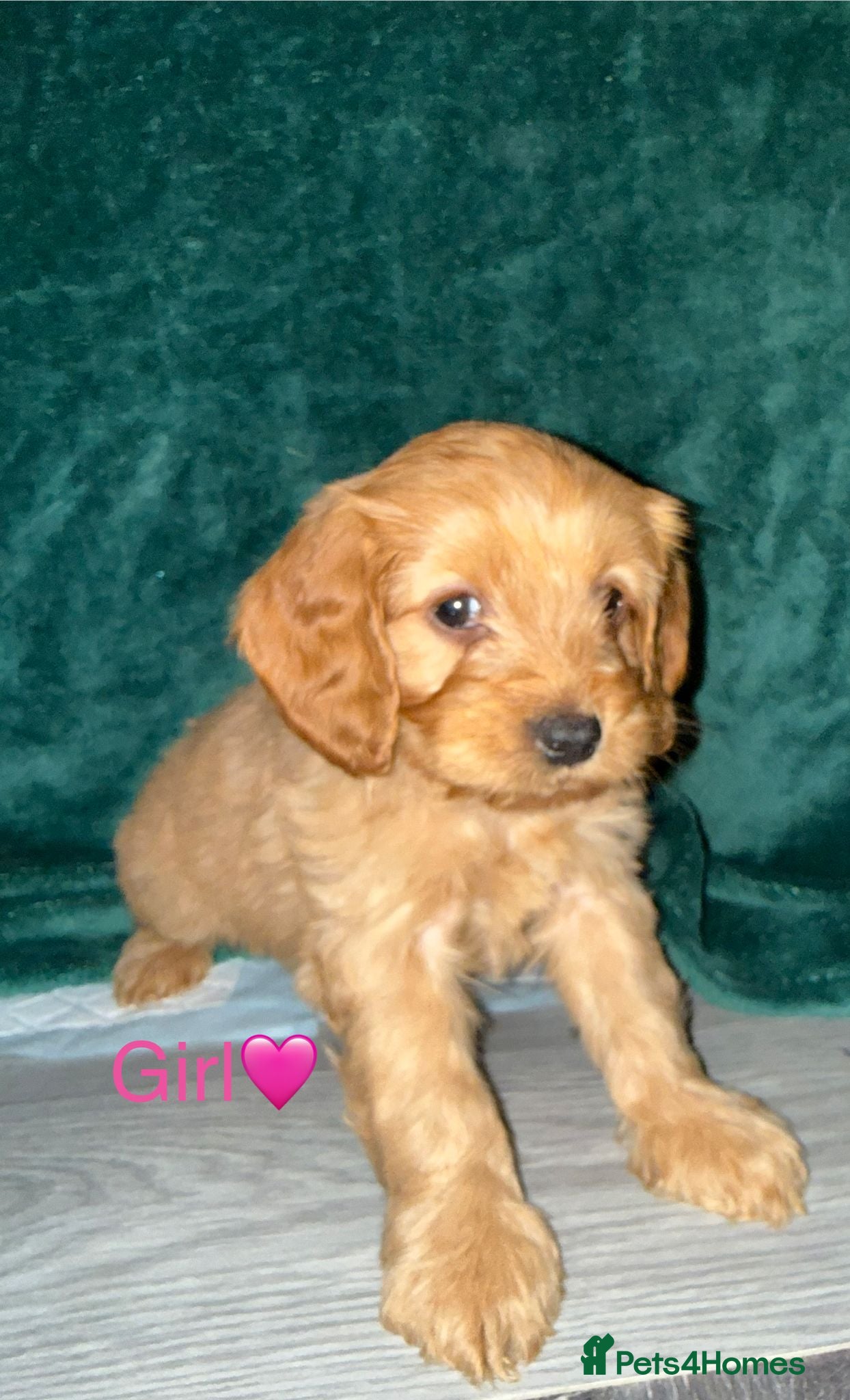 Cockapoo dogs Adorable puppies - Advert 6