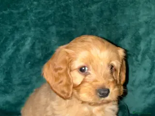 Cockapoo dogs Adorable puppies - Advert 6